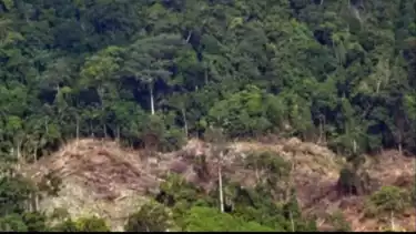 Ilustrasi hutan rusak akibat pembukaan lahan