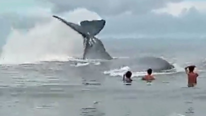 Warga Tapteng Geger! Ikan Paus Berukuran 16,5 Meter Terdampar di Pantai Sindeas