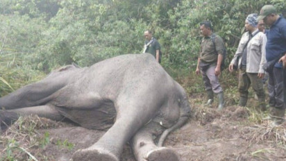 Kisah Memilukan Gajah Dugul di Taman Nasional Way Kambas Ditemukan Mati Kurus