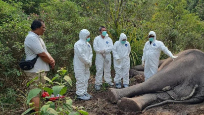 Penyebab Matinya Gajah di TNWK Masih Misteri, Bangkai Dinekropsi