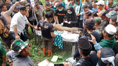 Dikira Babi Hutan, Seekor Macan Tutul Jawa Terperangkap Jebakan