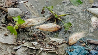 Duh, Ribuan Ikan Mati Massal di Rawa Jombor Klaten