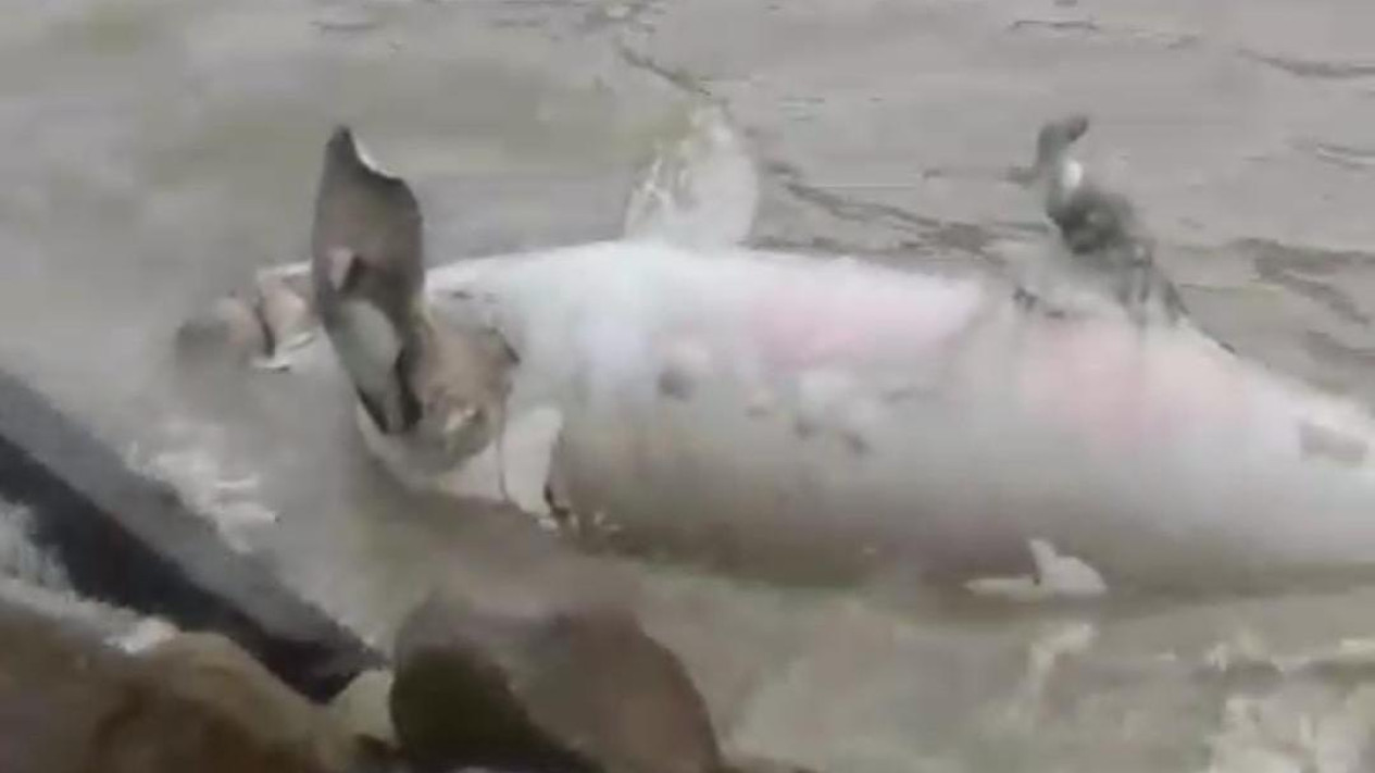 Bangkai Dugong Berukuran Jumbo Terdampar di Coastal Area Karimun
            - galeri foto