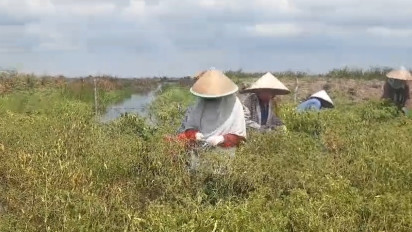 Petani Cabai di Ogan Ilir Merugi, Lahan Pertaniannya Rusak Akibat Terendam Air Payau 