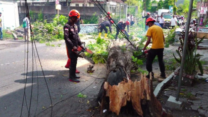 Dua Pohon Peneduh Tumbang di Lumajang, Bukan Faktor Cuaca Namun Ini Penyebabnya