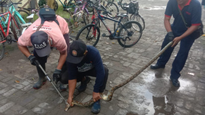 Petugas Damkar Bangkalan Evakuasi Dua Ular Piton di Atap Rumah dan Kamar Mandi Sekolah