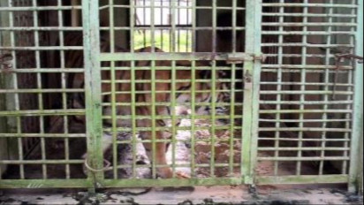 Harimau Sumatera di Medan Zoo Mati Lagi, Pemerintah Dinilai Abai dan tak Terbuka, WALHI Sumut: Evaluasi Total!