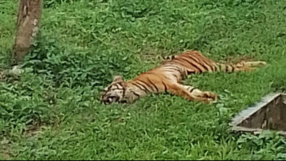Harimau Sumatera Mati di Medan Zoo, KSDA Sumut: Nurhaliza Mati Akibat Pneumonia dan Renal Disease