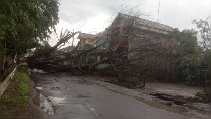 Hujan Deras Disertai Angin Kencang, Jalur Nganjuk-Bojonegoro Tertutup Pohon Tumbang