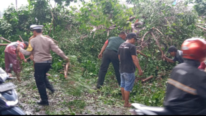 Hujan Deras, Pohon Besar Tumbang di Jalan Raya Jabaran Balongbendo Sidoarjo