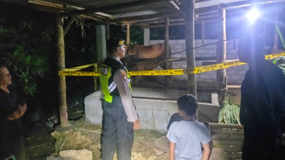 Pencurian Ternak di Kulon Progo, Anakan Sapi Jenis Limosin Raib Dibawa Kabur