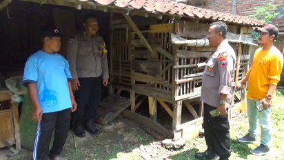Aksi Pencuri Ternak di Klaten, Tinggalkan Ceceran Darah, Diduga Langsung Sembelih Ternak di Kandang