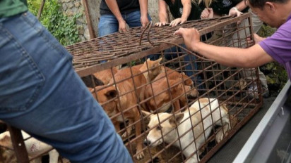 Tok! Korea Selatan Sahkan RUU Pelarangan Konsumsi Daging Anjing