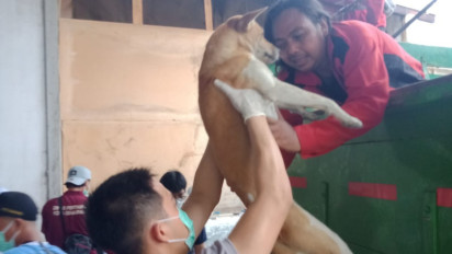 Miris, Kondisi Anjing Sitaan di Semarang, Mulut Dijerat Tali hingga Terkena Cacing Jantung dan Malnutrisi