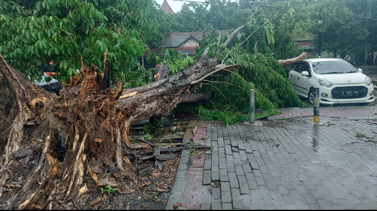 Diterjang Angin Kencang dan Hujan Deras, Pohon Tumbang Timpa Mobil di Gresik
            - galeri foto