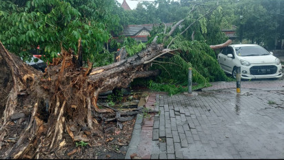 Diterjang Angin Kencang dan Hujan Deras, Pohon Tumbang Timpa Mobil di Gresik