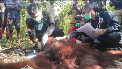 Membuat Takut Warga, Satu Individu Orangutan yang Berkeliaran Dekat Pemukiman Dievakuasi
