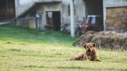 Pelihara Anjing Untuk Jaga Ternak Bolehkah Dalam Islam? Hadits Ini Bilang Kalau Ternyata...