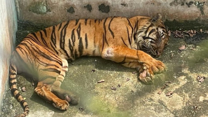 Memperihatinkan, 3 Harimau Sumatera Mati di Medan Zoo, Begini Respons Menantu Jokowi