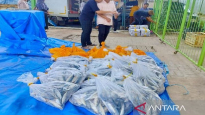 Penuhi  Kebutuhan Makan Ribuan Jamaah, 1,85 Ton Ikan untuk Haul Guru Sekumpul Disiapkan