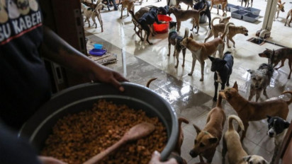 Polrestabes Semarang akan Evakuasi Ratusan Anjing Selundupan ke Bogor Jawa Barat