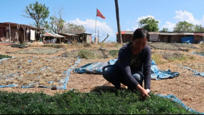 Prabowo Sebut Rumput Laut Bisa Jadi Pengganti BBM, Begini Faktanya