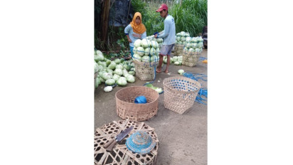 Relawan Prabowo Borong Sayur dari Petani Sumbing, Kopeng, Boyolali dan Dibagi ke Kaum Dhuafa