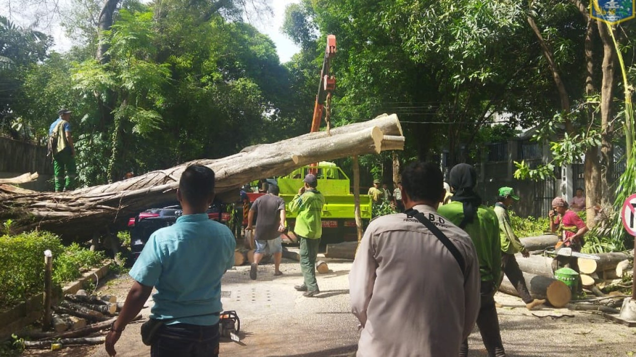 Pohon Raksasa di Kawasan Rumah Prabowo Tumbang Timpa Satu Unit Hingga Ringsek Tak Berbentuk
            - galeri foto