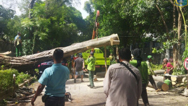 Pohon Raksasa di Kawasan Rumah Prabowo Tumbang Timpa Satu Unit Hingga Ringsek Tak Berbentuk