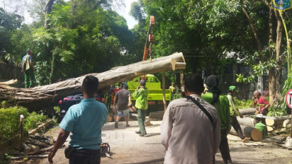 Pohon Raksasa di Kawasan Rumah Prabowo Tumbang Timpa Satu Unit Hingga Ringsek Tak Berbentuk