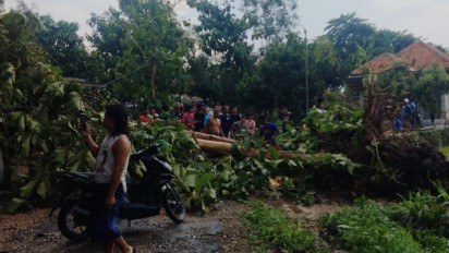 Hujan Deras Disertai Angin Kencang, Sejumlah Pohon Tumbang Timpa Rumah Warga di Pamekasan