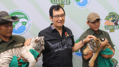 Dua Harimau Benggala Lahir di Siantar Zoo, Rahmat Shah: Kondisi Medan Zoo Sangat Memprihatinkan, Saya Siap Ambil Alih