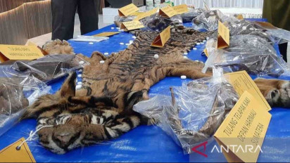 Polda Aceh Gagalkan Perdagangan Kulit Harimau Sumatera