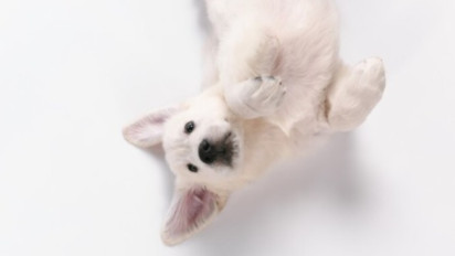 Meski Hanya Gemas, Ustaz Adi Hidayat Sarankan untuk Tidak Menyentuh Anjing, Ini Alasannya