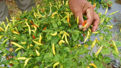 Kabar Gembira, Harga Cabai Rawit di Gorontalo Turun Drastis
