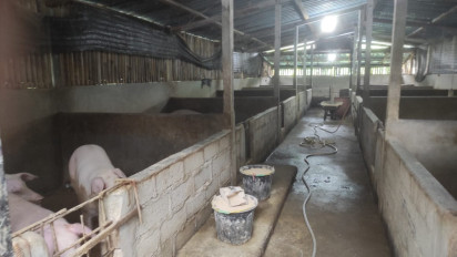 Bangkrut Tapi Masih Beroperasi: Skandal Daging Babi Chuming Rugikan Investor AS