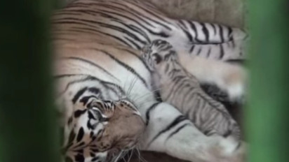 Lagi, Harimau Benggala Bernama Wesa di Medan Zoo Mati karena Penyakit yang Tak Bisa Disembuhkan