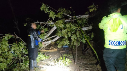 Hujan Deras Disertai Angin Kencang Melanda Pacitan, 2 Orang Tertimpa Pohon Tumbang, Satu Meninggal Dunia