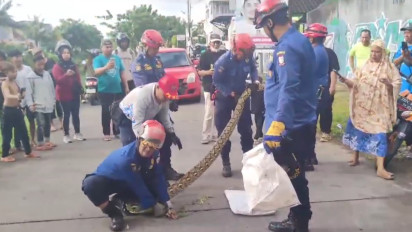 Rescue Damkar Kota Makassar Evakuasi Piton 5 Meter