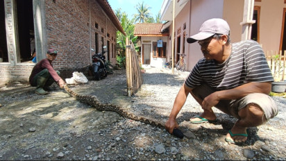 Warga Kulon Progo Tangkap Ular Piton Sepanjang 3 Meter dan Berat 13 Kilogram Usai Mangsa Ternak