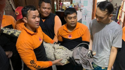 Bikin Heboh! Buaya Rawa di Sungai Kalimas Surabaya, Ternyata Perliharaan Warga yang Lepas