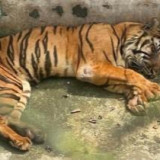Sudah 4 Harimau Mati, WALHI Sumut Minta Bobby Nasution Gercep Selamatkan Medan Zoo