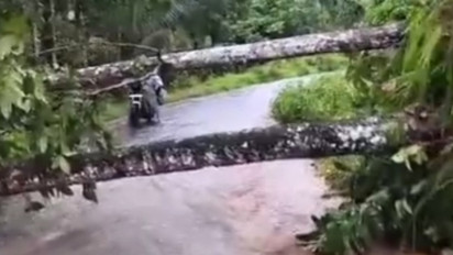 Diguyur Hujan Angin, Sejumlah Jalan di Banyuwangi Tertutup Pohon Tumbang