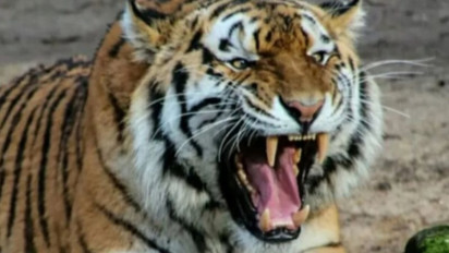 Soal Viral Harimau Kurus di Ragunan, Pramono Anung Sebut Itu Video Lama saat Covid-19