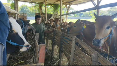 Soal Izin Impor Sapi, Pakar Minta Peternak Lokal Diprioritaskan