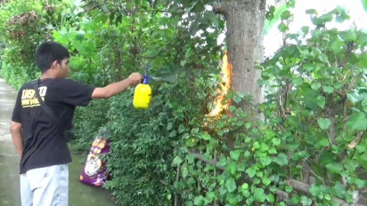 Ulat Bulu Serang Pemukiman di Klaten, Warga Keluhkan Gatal-Gatal