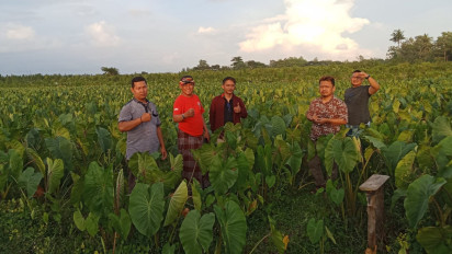 Diversifikasi Ketahanan Pangan, Talas Jadi Fokus Bahan Pangan Alternatif di saat Harga Beras Tinggi