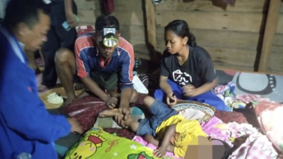 Seorang Anak di Siak Diserang Harimau Sumatera, Begini Kronologinya