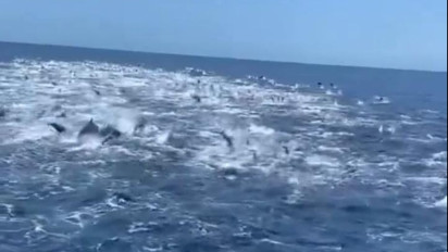 Momen Langka, Rombongan Besar Lumba-lumba Melintas di Laut Selatan Banyuwangi