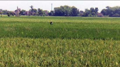 Hama Tikus Serang 254 Hektar Tanaman Padi 3 Kecamatan di Kabupaten Boyolali